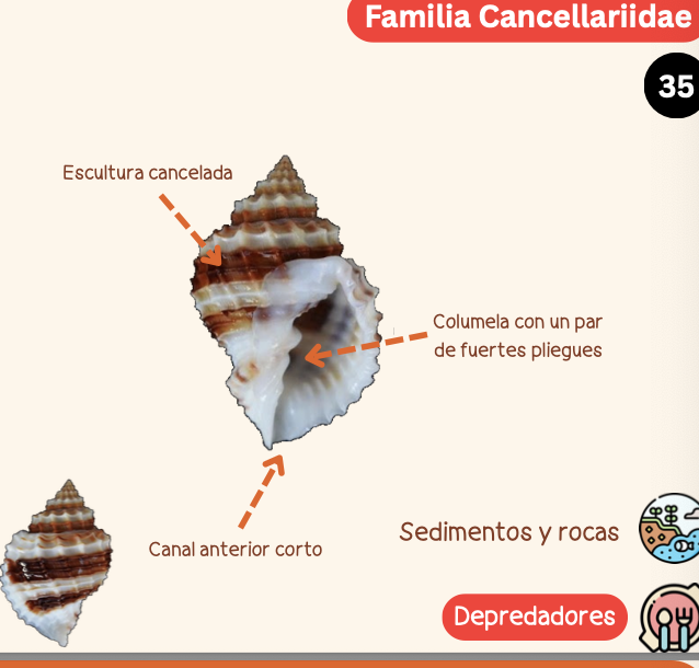 <p><strong>FILO </strong>Mollusca<strong><br>CLASE </strong>Gastropoda<br><strong>SUBCLASE </strong>Caenogastropoda<br><strong>ORDEN </strong>Neogastropoda<br><strong>FAMILIA </strong>Cancellaridae<strong><br>CARACTERÍSTICAS </strong><br><strong>RÁDULA </strong>Raquiglosa<strong><br>ALIMENTACIÓN </strong>Depredadores<strong><br>HÁBITAT </strong>Sedimentos y rocas.</p>