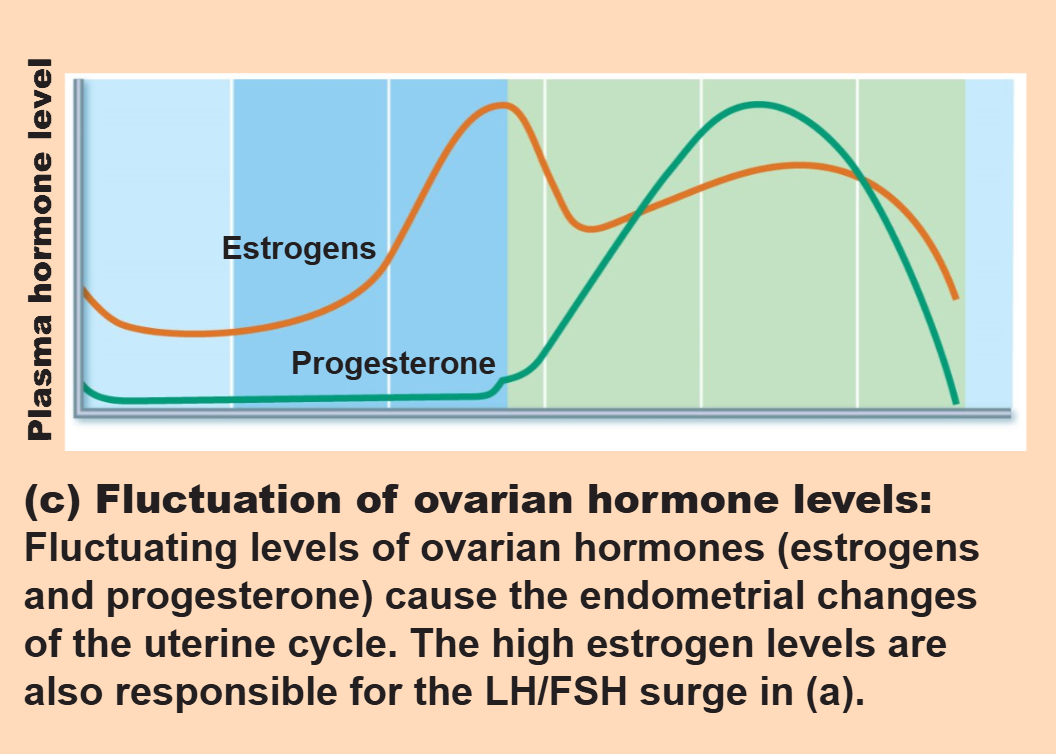 <p>It prompts further endometrial development, glandular secretion of glycogen, and formation of the cervical mucus plug</p>