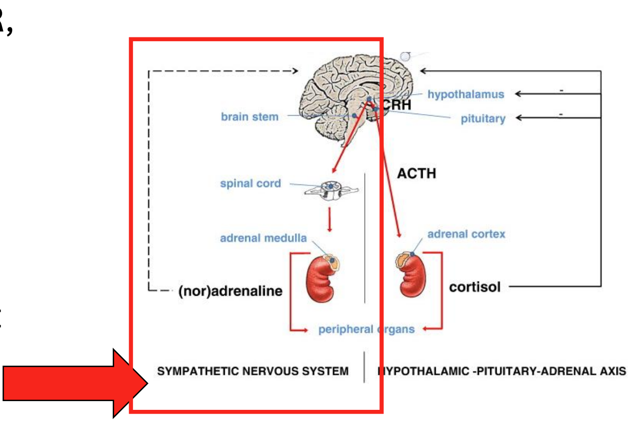 <ul><li><p>Adrenal gland mixture is 80% ADR, 20% NA</p></li><li><p>ADR + NA in the blood does not easily cross the BBB</p></li><li><p>Direct effects unlikely but indirect possible</p></li></ul><div data-type="horizontalRule"><hr></div><ul><li><p>almost none of ADR/NA gets to brain bc it cannot cross BBB easily</p></li><li><p>large amount at periphery released at certain states has peripheral actins that are significant but central actions in brain less significant bc it can’t penetrate</p></li><li><p>peripheral effects can indirectly give rise to central effects via indirect mechanisms downstream, even thought ADR + NA doesn’t enter the brain</p><ul><li><p>injected mice w ADR in periphery but were found to be smarter due to indirect effects</p></li></ul></li></ul><p></p>
