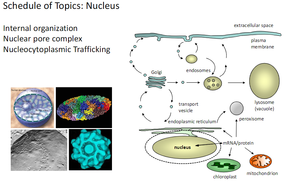 <p><strong>Nuclear Pore Complex</strong><br> Gateway for <strong>molecules</strong> between <strong>nucleus</strong> and <strong>cytoplasm</strong></p><p><strong>Nucleocytoplasmic Trafficking</strong><br> Movement of <strong>mRNA</strong>, <strong>proteins</strong>, and other <strong>macromolecules</strong> through the <strong>nuclear pore</strong></p><p><strong>Key Point</strong><br> The <strong>nuclear pore complex</strong> controls <strong>transport</strong> to maintain <strong>proper cellular function</strong></p>