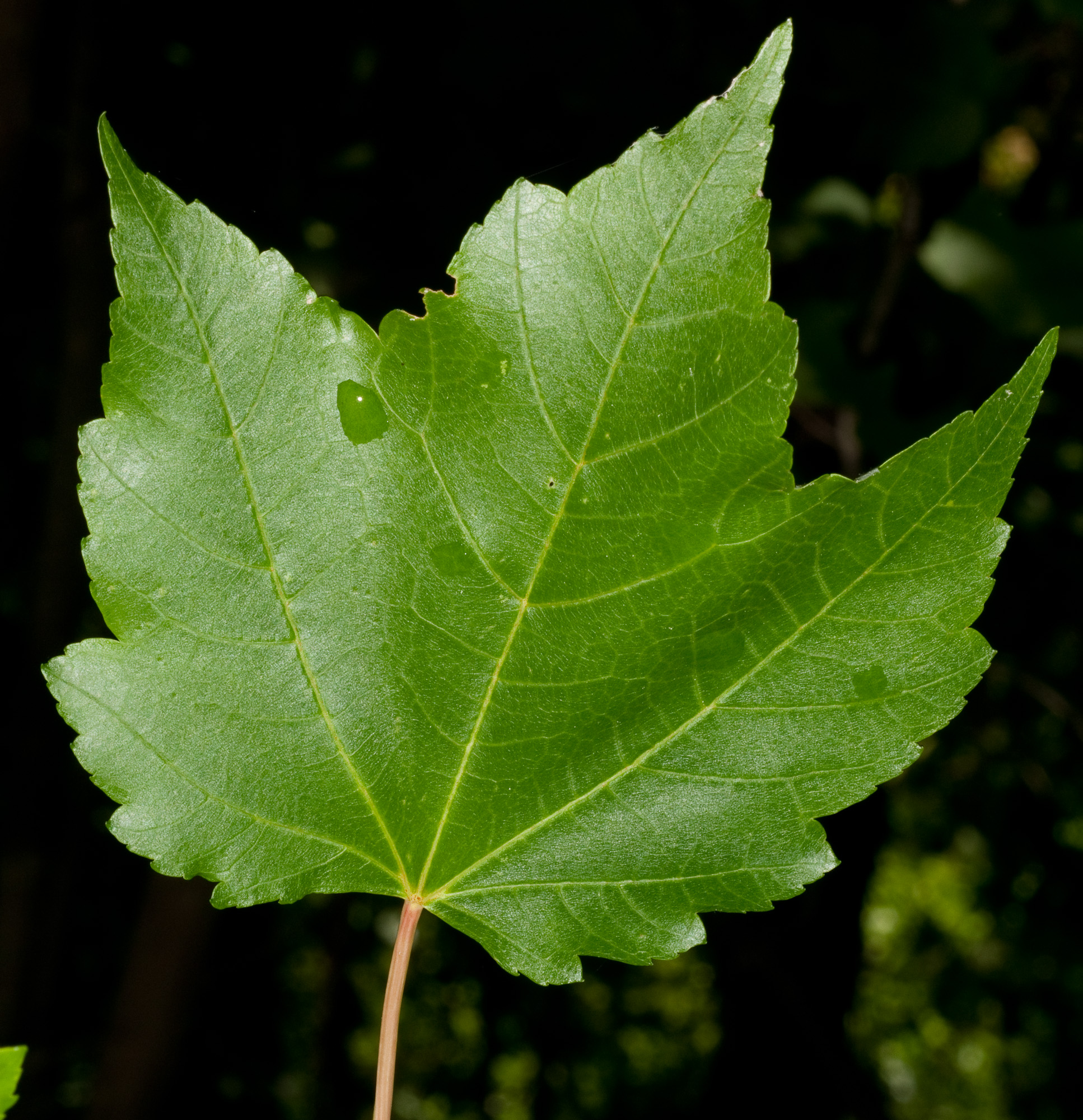 <ul><li><p>Acer rubrum</p></li><li><p>sharp</p></li><li><p>least lobed of the maples</p></li><li><p>may have red petials</p></li></ul><p></p>