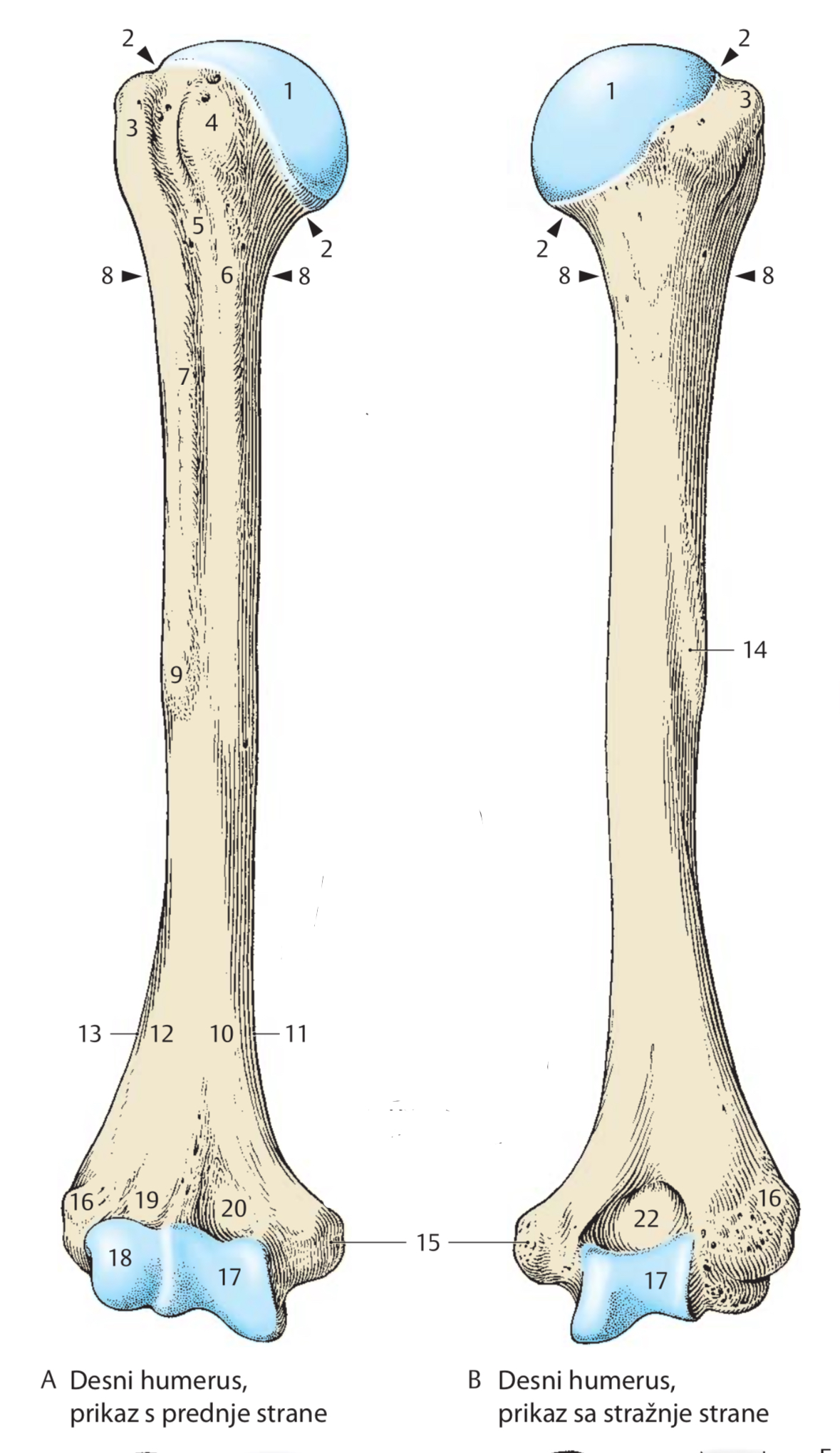 <p>8</p>