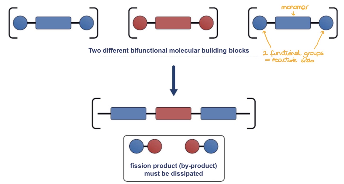 <ul><li><p>Monomers have 2 functional groups (reactive sites)</p></li><li><p>Functional groups react, forming covalent bonds and releasing by-products (formed from parts of the functional groups)</p></li><li><p>Chains grow slowly as monomers react step-by-step</p></li></ul><p></p>