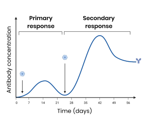 <p>● Primary - first exposure to antigen</p><p>○ Antibodies produced slowly &amp; at a lower conc.</p><p>○ Takes time for specific B plasma cells to be</p><p>stimulated to produce specific antibodies</p><p>○ Memory cells produced</p><p>● Secondary - second exposure to antigen</p><p>○ Antibodies produced faster &amp; at a higher conc.</p><p>○ B memory cells rapidly undergo mitosis to</p><p>produce many plasma cells which produce</p><p>specific antibodies</p>