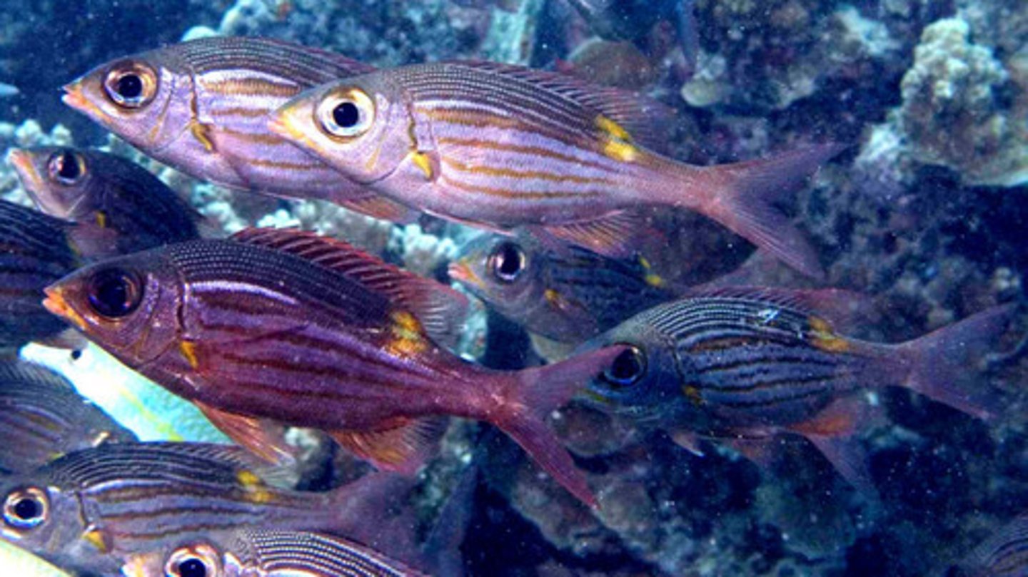 <p>Gnathodentex aurolineatus</p>