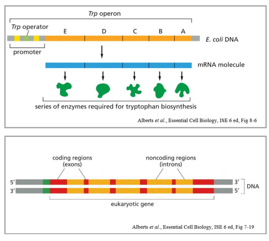 <ul><li><p>polycistronic vs monocistronic </p></li><li><p>eukaryotic genes have introns </p></li><li><p>complex vs simple promoters reflecting complexity of organism</p></li><li><p>coordinated expression of a set of proteins that are required at the same time requires coordinated regulation of those genes </p></li></ul><p></p>