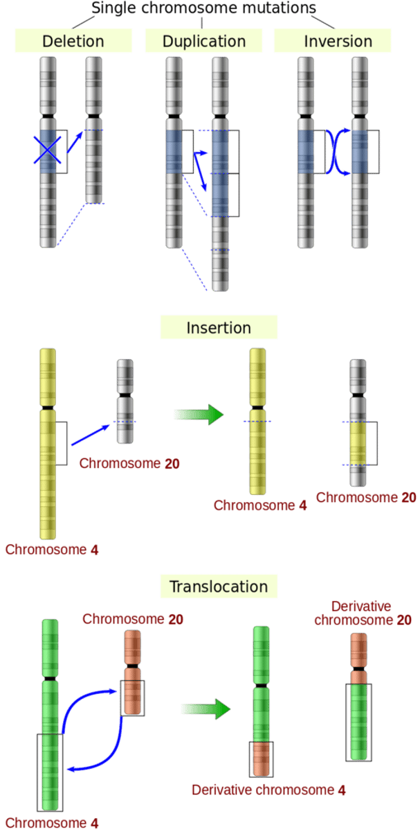 <p>translocations</p>