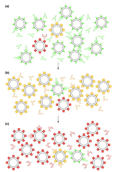 <ul><li><p>RNA viruses exploit genetic variability to avoid recognition by the immune system </p></li><li><p>High mutation rate in RNA Viruses </p></li><li><p>Multiple escape mutants enable the virus to evade the immune response </p></li></ul><p></p>