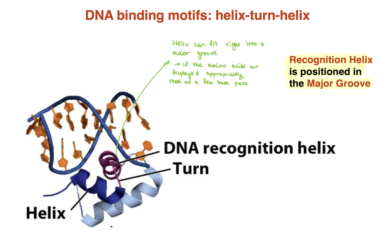 <ul><li><p>Protein motif with <strong>two α-helices connected by a turn</strong></p></li><li><p>One helix = <strong>recognition helix</strong></p></li><li><p>Recognition helix fits into the <strong>major groove</strong> of DNA</p></li><li><p><strong>Amino acid side chains</strong> interact with base pairs via <strong>H-bonding</strong><br>→ Allows protein to <strong>read specific DNA sequences</strong> without unwinding DNA</p></li></ul><p></p>
