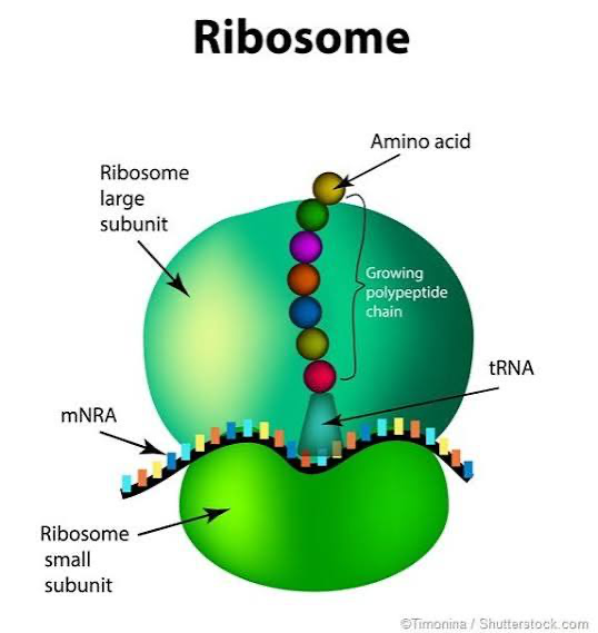 <p><span>complexes of ribosomal RNA and protein that build proteins</span></p>