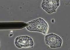 <p>The technique used to view specimens that cannot be seen with the naked eye. Increases magnification and resolution.</p>