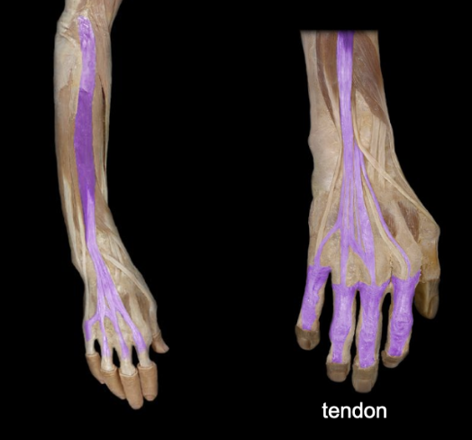 <p>What the highlighted structure is acting on the <strong><mark data-color="#ffdb9c" style="background-color: rgb(255, 219, 156); color: inherit;">Wrist and Hands</mark>.</strong> What muscle is this called?</p>