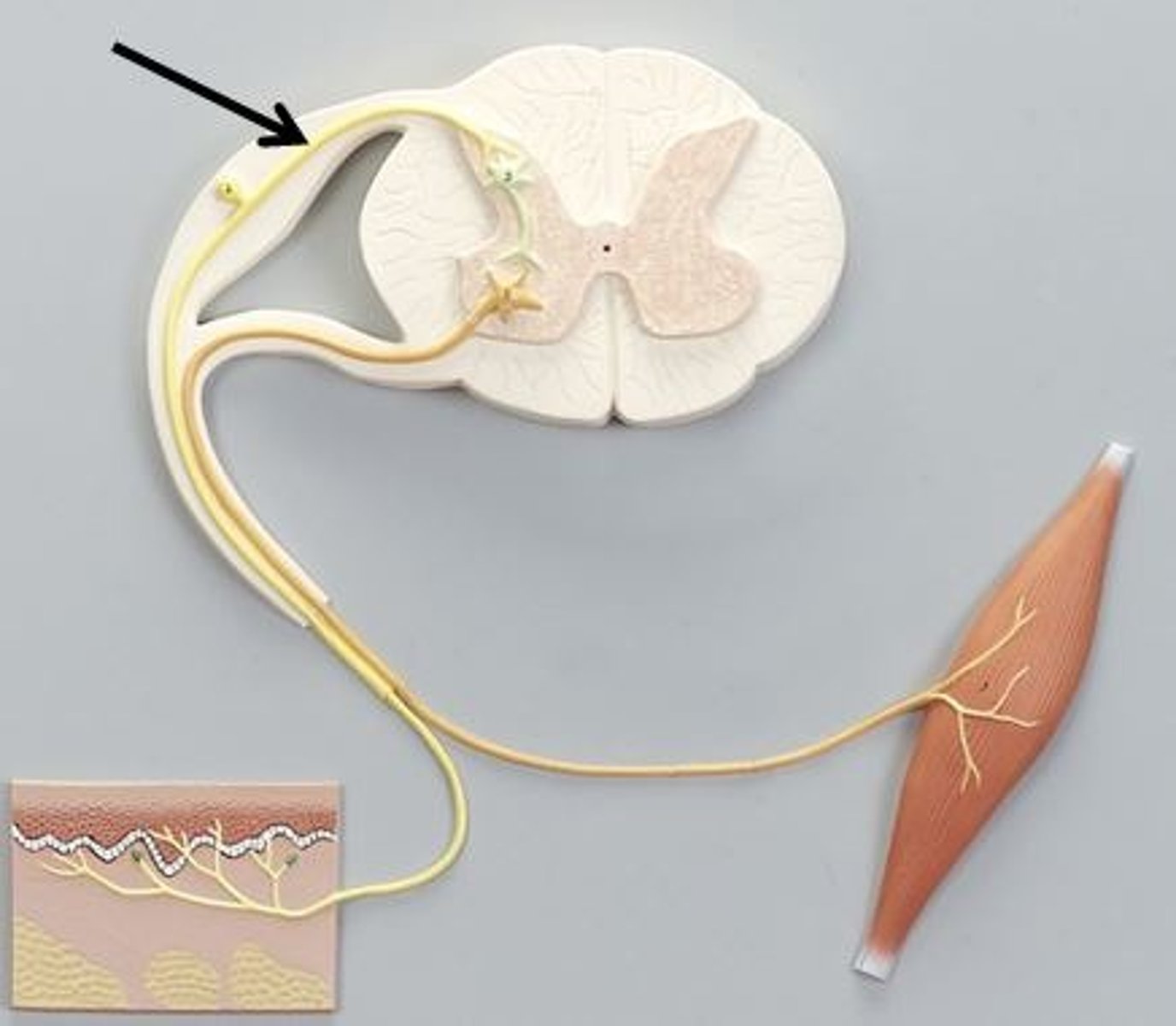<p>Identify this structure of a reflex arc (be specific).</p>