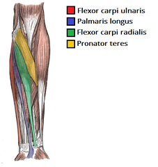 <p>Pronator teres</p><p>Flexor carpi radialis</p><p>Palmaris longus</p><p>Flexor carpi ulnaris</p>