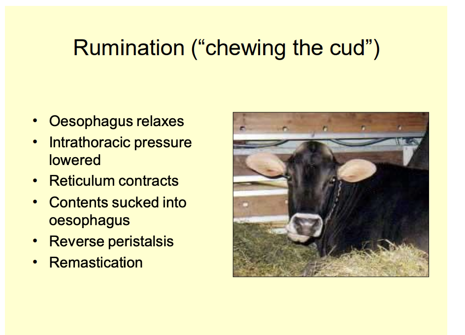 <ul><li><p>effortless</p></li><li><p>non-painful</p></li><li><p>involuntary</p></li><li><p>not really digested yet</p></li></ul><p></p>