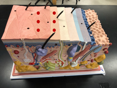 <p>outermost layer of epidermis</p>