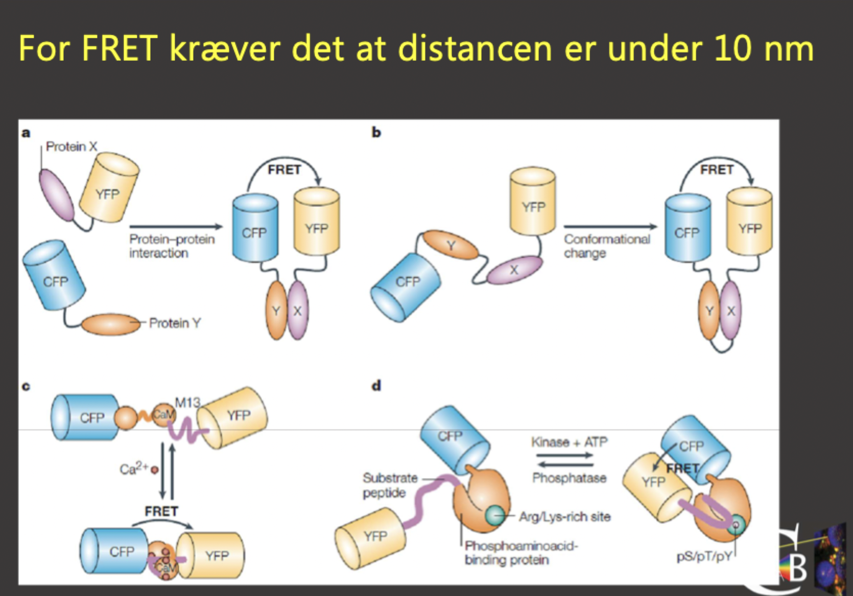 <p><strong>Brug:</strong> Til at bekræfte fysiske protein-protein interaktioner eller konformationsændringer i levende celler.</p><p><br></p><p><strong>Krav:</strong> Donoren og Acceptoren <em>skal</em> være utroligt tæt på hinanden (max 10 nm), for at resonans-energien kan overføres direkte, og Donorens emissionsspektrum skal overlappe Acceptorens absorption.</p>