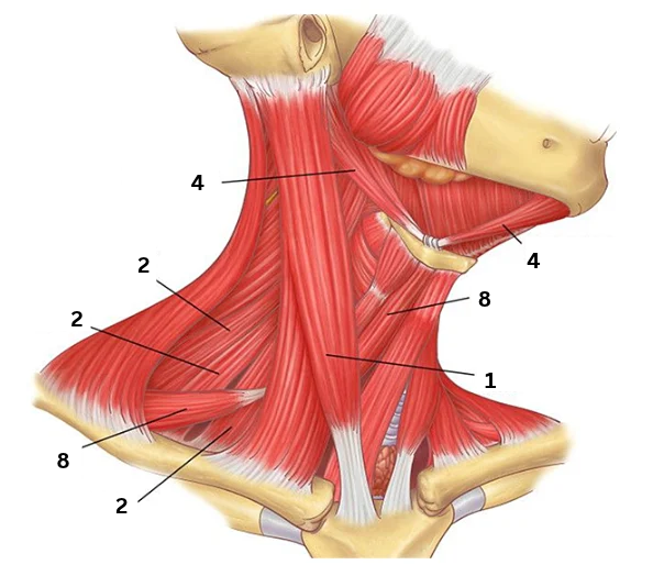 <p>8</p>