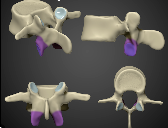 <p>What part of the vertebrae is this?</p>