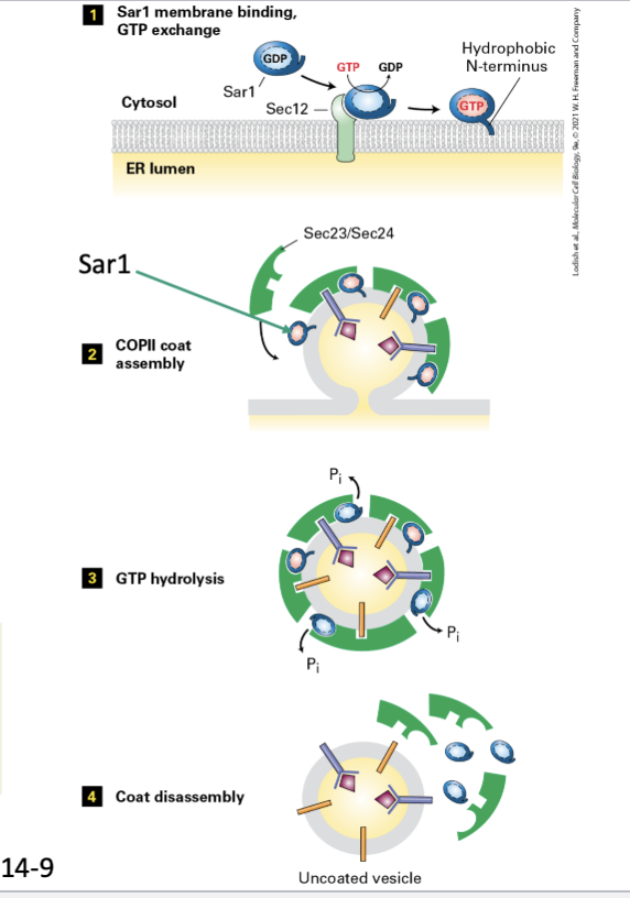 <p>vesicle coat type that transports proteins FROM the ER to the cis-Golgi (Sar1) → Sar1 serves as binding site for the coat proteins, after the coat is complete, detachment of coat occurs. Signal sequence is Di-acidic (Asp-X-Glu)</p>