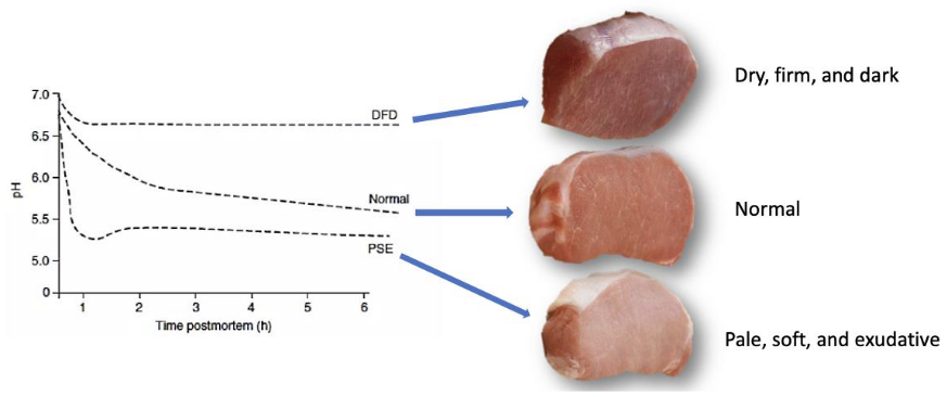 <p>How energy production affects pH</p>