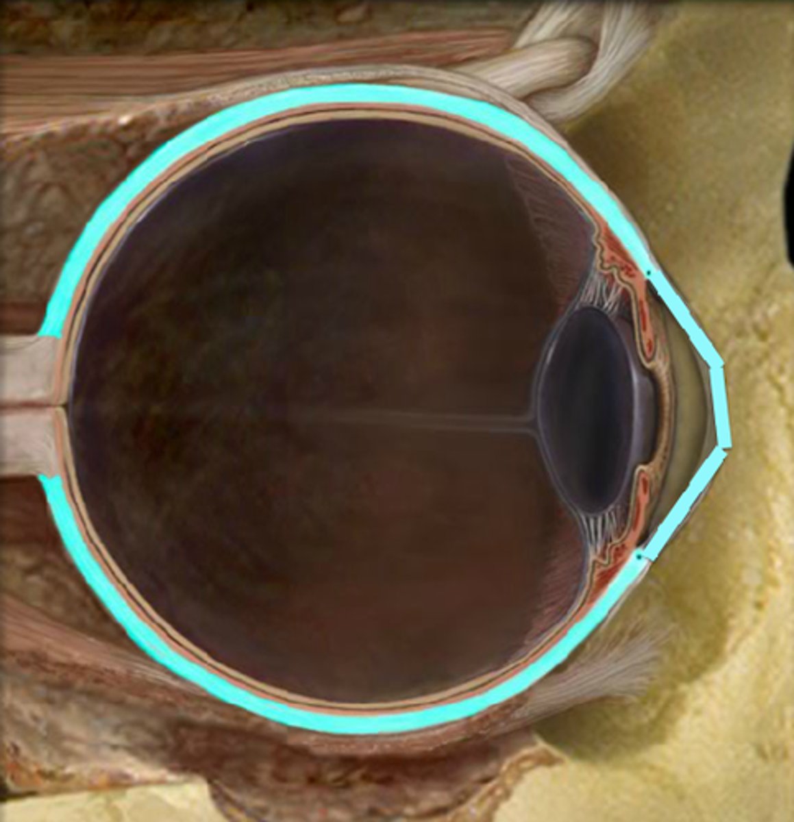 <p>Outer layer of the eye, consisting of the sclera and cornea. Their main functions are to provide shape to the eye and support the deeper structures</p>