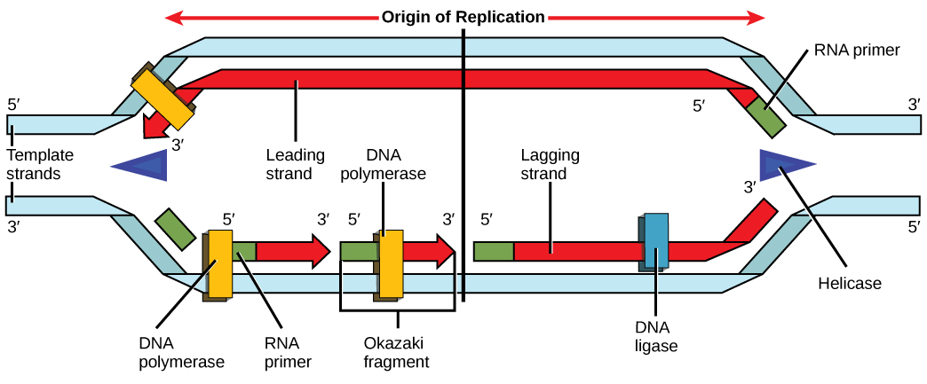 <p><mark data-color="rgba(0, 0, 0, 0)" style="background-color: rgba(0, 0, 0, 0); color: inherit;">The new strand of DNA is synthesised continuously in the 5' to 3' direction during DNA replication</mark><span>.</span></p>