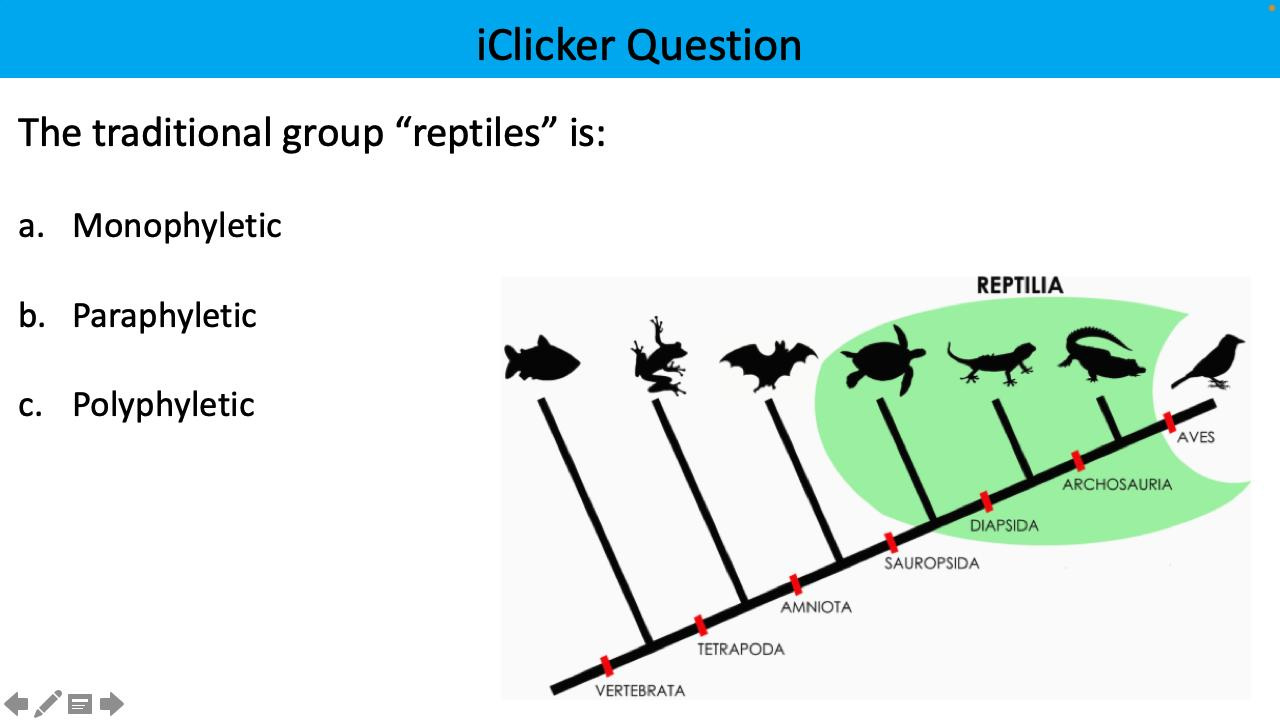 <p>The traditional group “reptiles” is:</p>