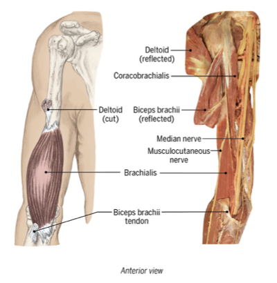 <p>brachialis</p>