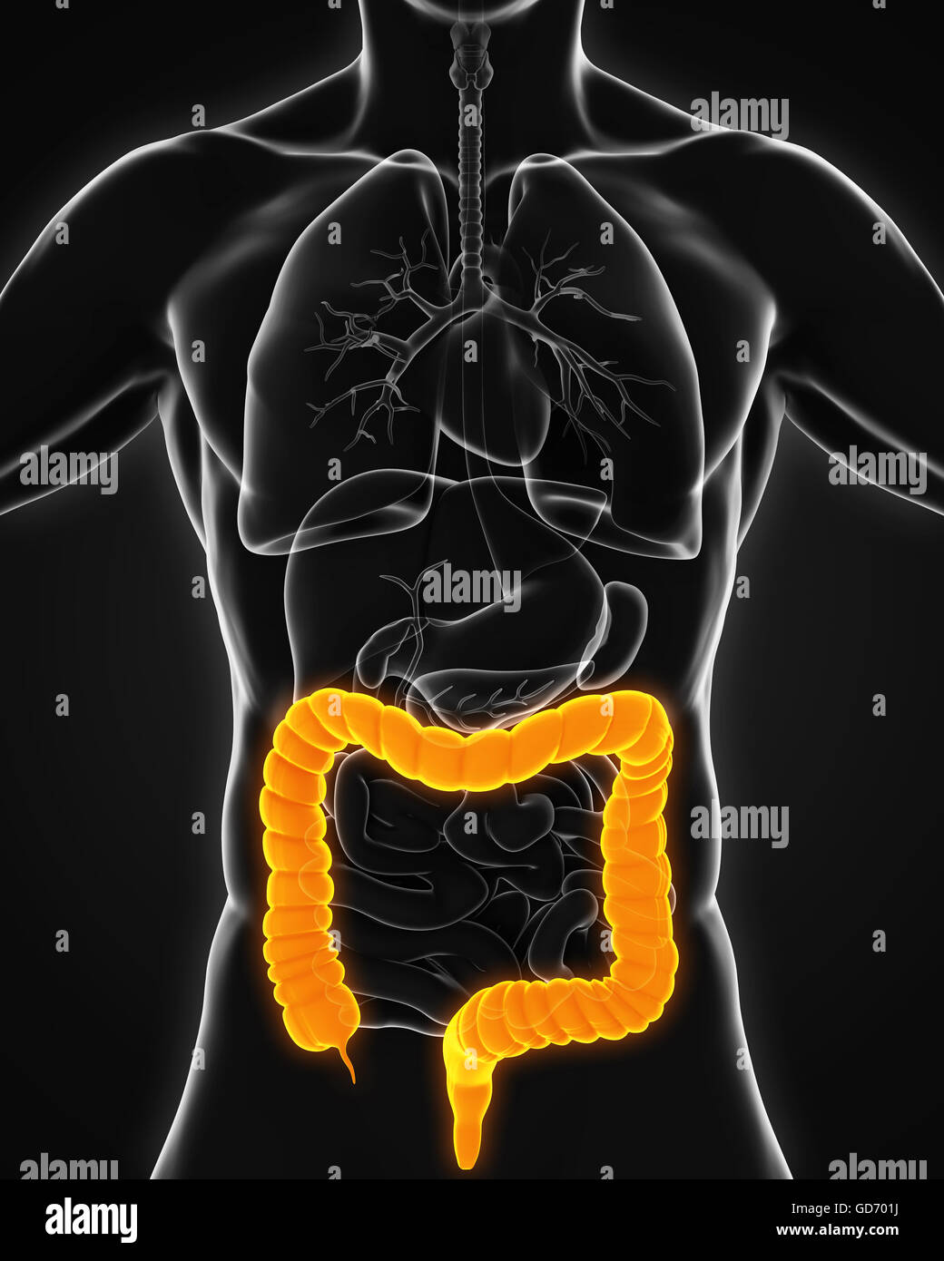 <p>The final part of the digestive system that absorbs water and forms stool.</p>