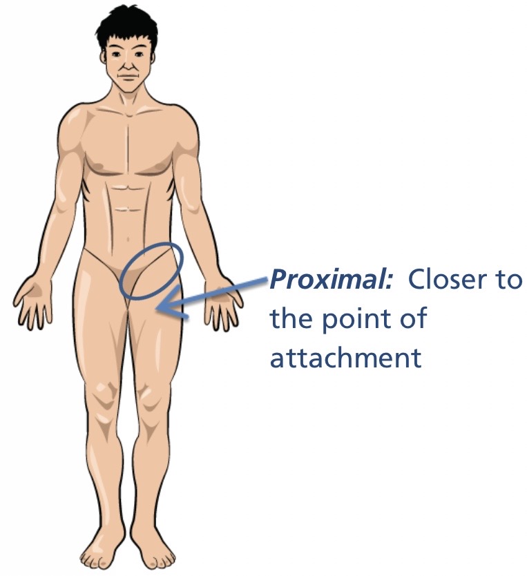 <p>Proximal</p>