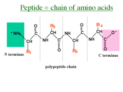 <p>polypeptides</p>
