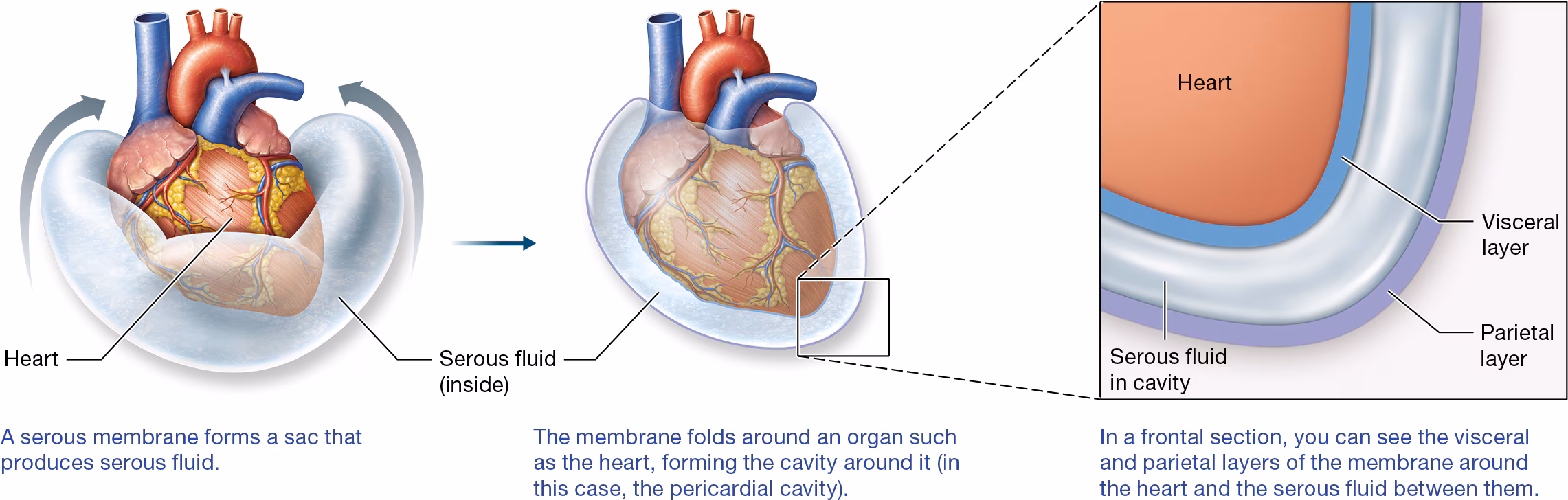 <p>What is the Serous membranes? What type of liquid does it contain and why?</p>