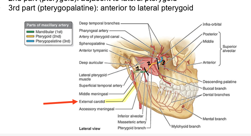 <ul><li><p>branch of ext carotid</p><ul><li><p>named according to relationship w/ <strong>lateral pterygoid</strong></p></li><li><p>supplies lateral-deep face</p></li></ul></li><li><p>1st part (<strong>mandibular</strong>): <strong>post </strong>to lat pterygoid</p></li><li><p>2nd part (<strong>pterygoid</strong>): <strong>adj </strong>to lat pterygoid</p></li><li><p>3rd part (<strong>pterygopalatine</strong>): <strong>ant </strong>to lat pterygoid</p></li></ul><p></p>