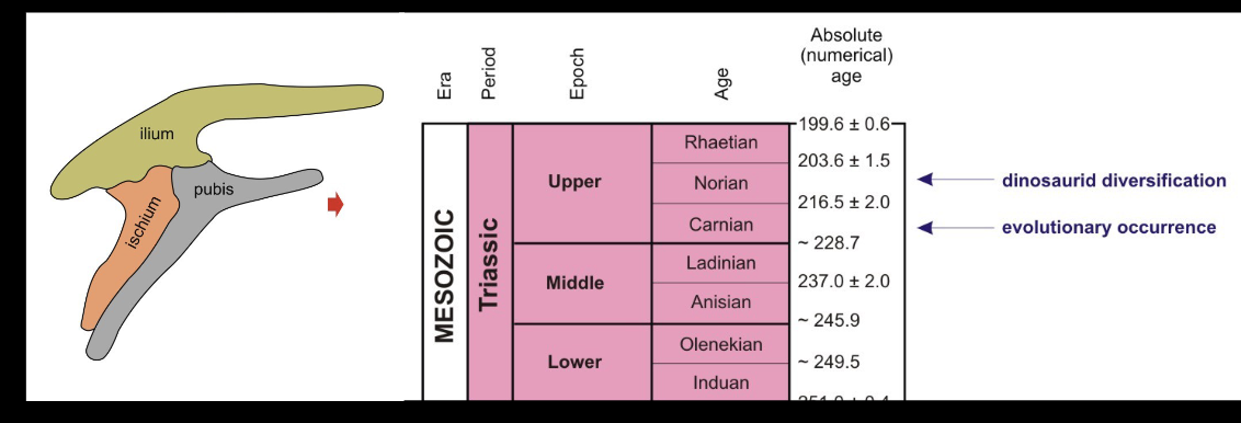 <p><span style="color: rgb(255, 255, 255);">Order Ornithischia</span></p><ul><li><p><span style="color: rgb(255, 255, 255);">Stratigraphical range: UPPER TRAISSIC (Norian) – CRETACEOUS.</span></p></li></ul><p></p>