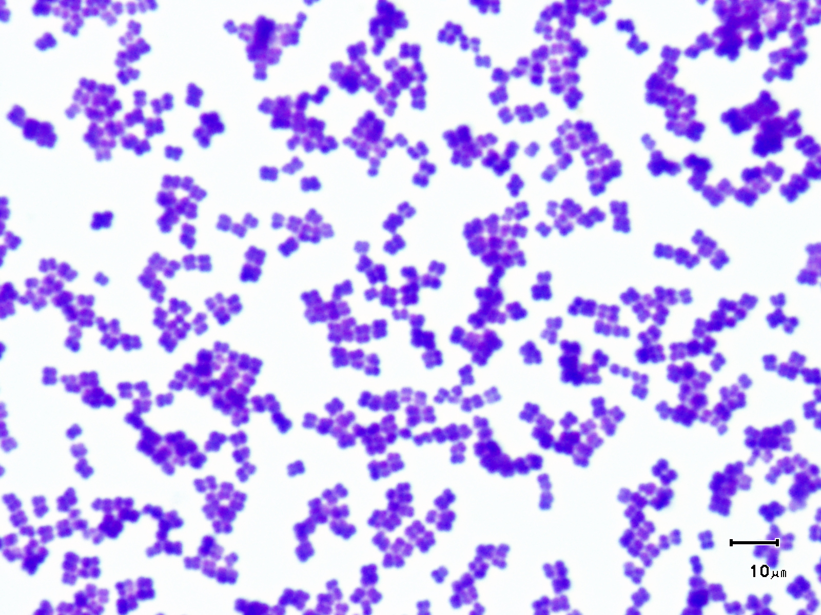 <p>Spherical prokaryotic cells </p>