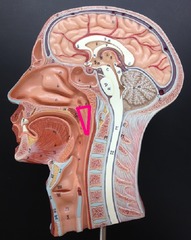 <p>lets you breathe through the nose</p>