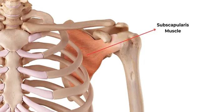 <p><strong>Location</strong>: Anterior surface of scapula (harder to access).</p><p><strong>How to Palpate:</strong></p><p>• Palpate inside axilla on anterior scapular wall.</p><p></p><p>Confirm: Internal rotation against resistance.</p>