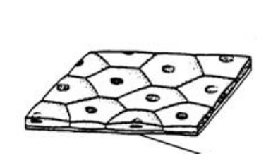 <p>Thin, flat epithelial cells specialized for diffusion and filtration.</p>