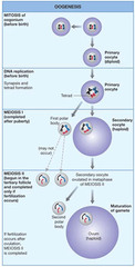 <p>The non-symmetrical production of female gametes (eggs) in the ovaries.</p>