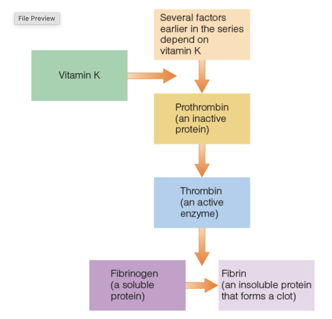 <ul><li><p>primary for blood clotting</p></li><li><p>essential for the activation of several proteins that participate in the clotting process</p></li><li><p>participates in bone calcification</p></li></ul><p></p>
