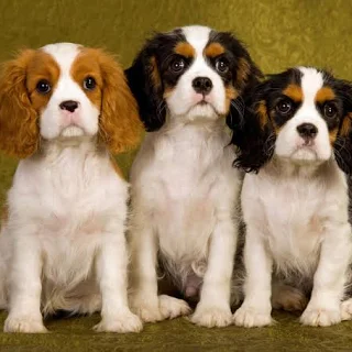 <p>Cavalier King Charles Spaniel</p>