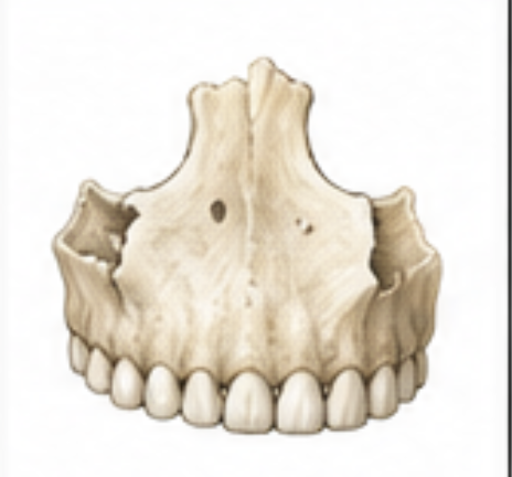 <p>What bone is this?</p>