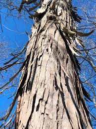 <p>alternate, compound leaves; “monkey-face” leaf scar; large terminal buds</p>