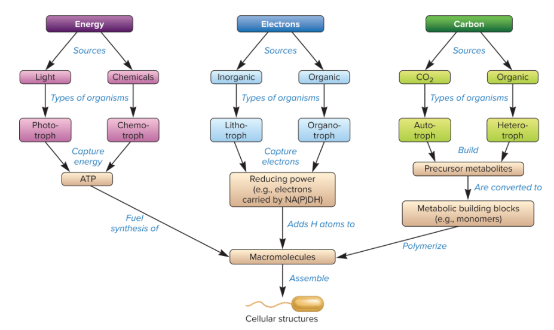 <p>1) <strong>ATP </strong>as energy currency</p><p>2)<strong> reducing power </strong>(NADPH + NADH) to supply electrons for chemical rxns</p><p>3) <strong>precursor metabolites</strong> for biosynthesis (12 carbon skeletons that we put together to build diff things)</p>