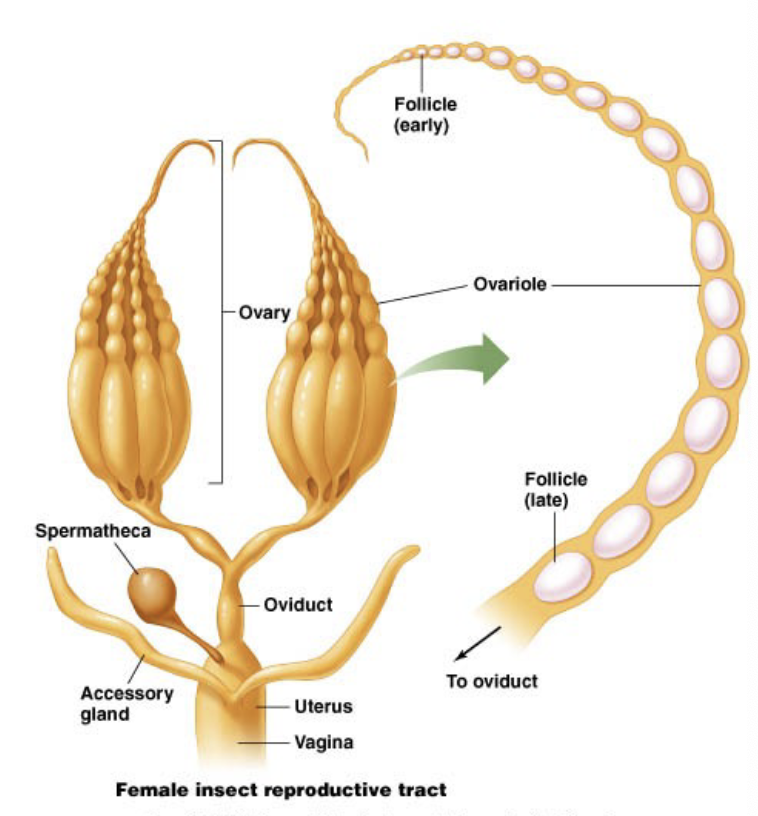 <ul><li><p>environment</p><ul><li><p>land fertilization: harder shell, less permeable</p></li><li><p>water or internal fertilization: can use a layer of “gel” but no real shell</p></li></ul></li><li><p>source of nutrition</p><ul><li><p>only egg → needs lots or nutrition or parent releases lots of offspring to increase chances of survival </p></li><li><p>from mom → smaller oocyte because nutrition is provided during development</p></li></ul></li></ul><p></p>
