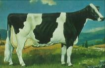 <p>Most popular U.S. dairy breed distinctive black and white pattern largest dairy breed.</p>