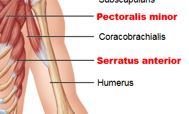<p>Serratus anterior - protraction of scapula</p><p>boxing muscle</p>