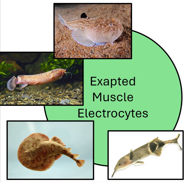 <ul><li><p>this group of fish has developed electric organs from modified muscles</p></li><li><p>electric eel, torpedo ray, stargazer</p></li></ul><p></p>