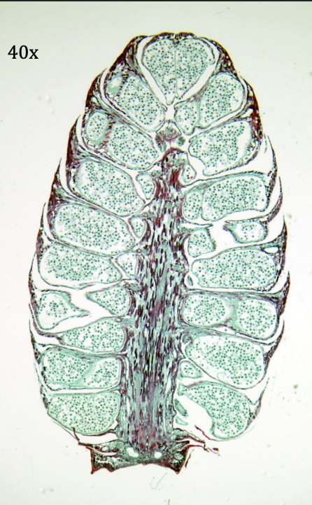 <p>Kingdom:</p><p>Clade:</p><p>Phylum:</p><p>Name of Structure:</p><p>Ploidy:</p>